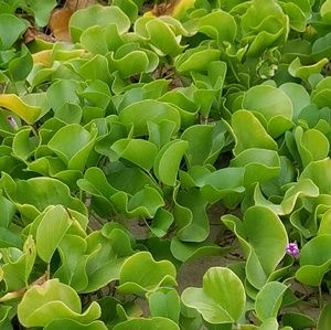 Meet your Posher, Mia